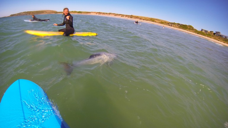 Surfing with Dolphins at Catlins in Curio Bay