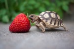baby-turtle-eats-strawberry-big-2